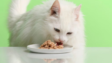 Can Cats Eat Mayonnaise with Tuna